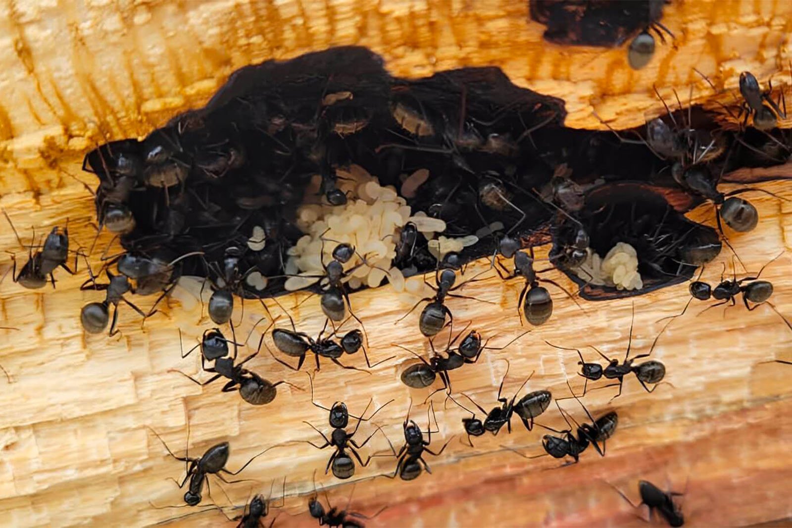 Signs-of-Carpenter-Ants-in-Your-House-What-To-Do