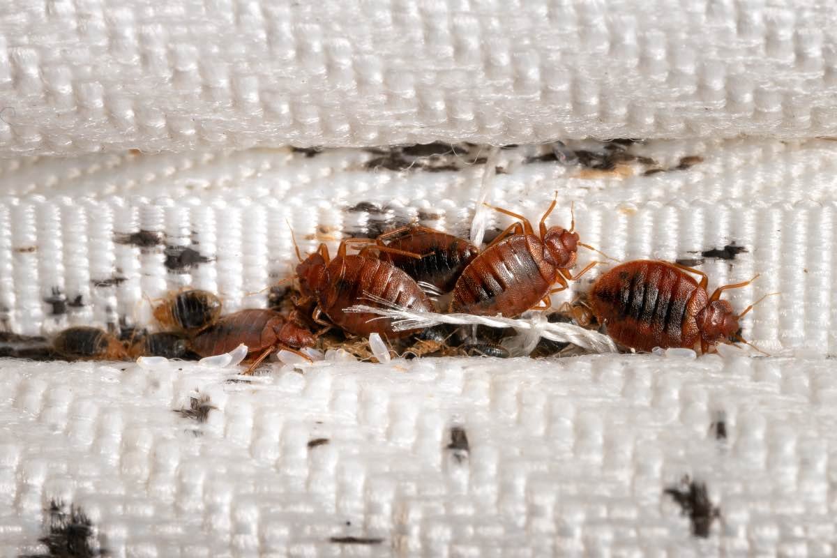 bed-bugs-in-mattress