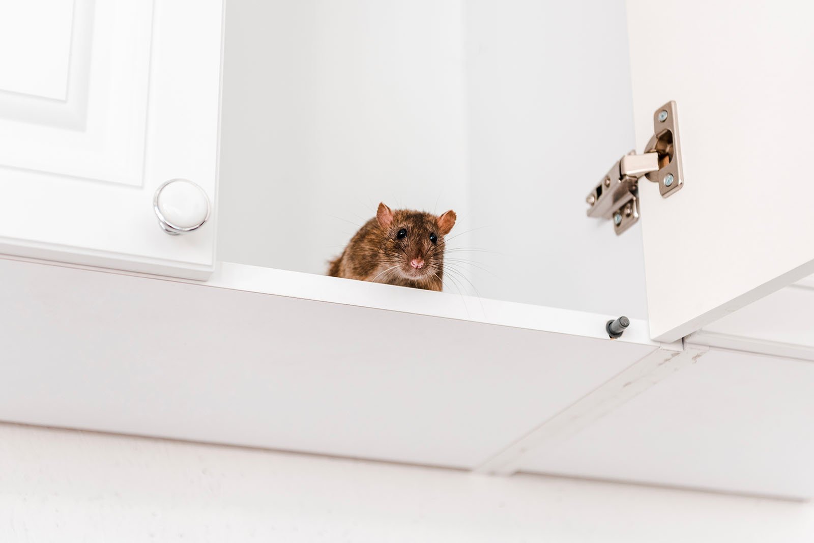 low-angle-view-of-small-rat-in-white-kitchen-cabin-2023-11-27-05-31-55-utc