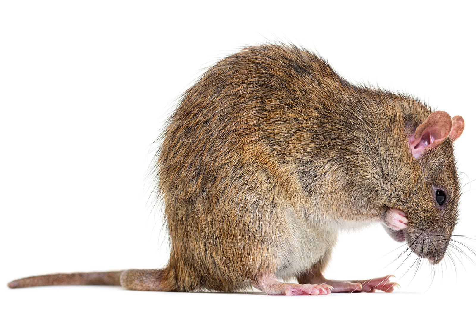 side-view-of-a-brown-rat-ratus-norvegicus-washin-2023-11-27-05-19-17-utc