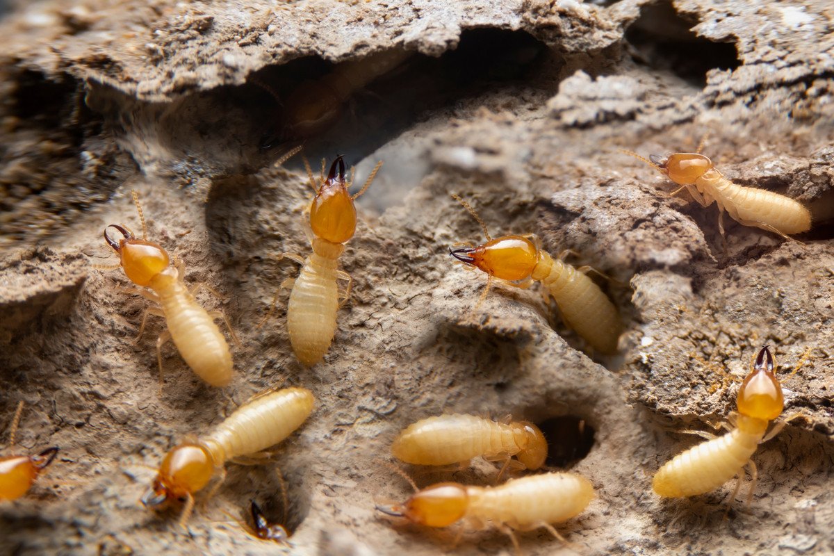 termites-article-linsecte-dont-il-faut-se-mefier-dans-les-maison-de-plus-de-10-ans-shutterstock-