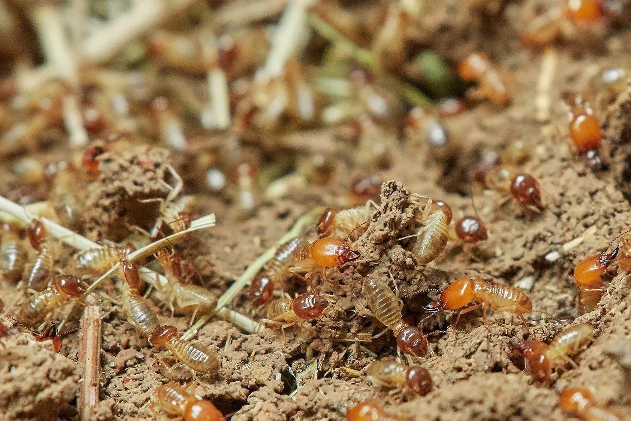 termites-gb30e1ccee_1280.jpg